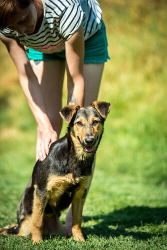 Junger factory Schäferhund-Mischling