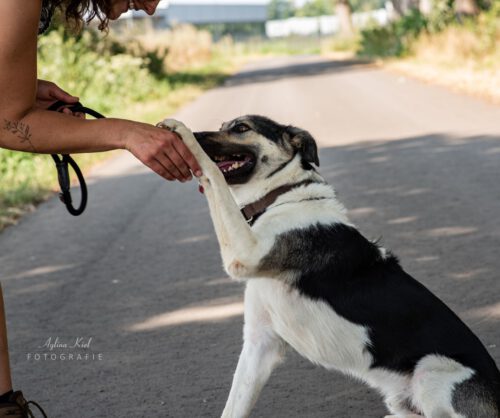 Barney sucht sportliches Zuhause