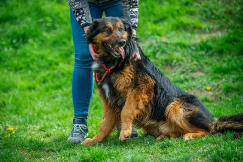 Junger sold Schäferhund-Mischling