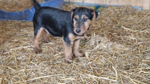 Terrier factory Mischling für Mensch mit Herz und Hundeerfahrung