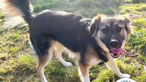 Reya wunderschön und voller Energie in Kerpen-Buir